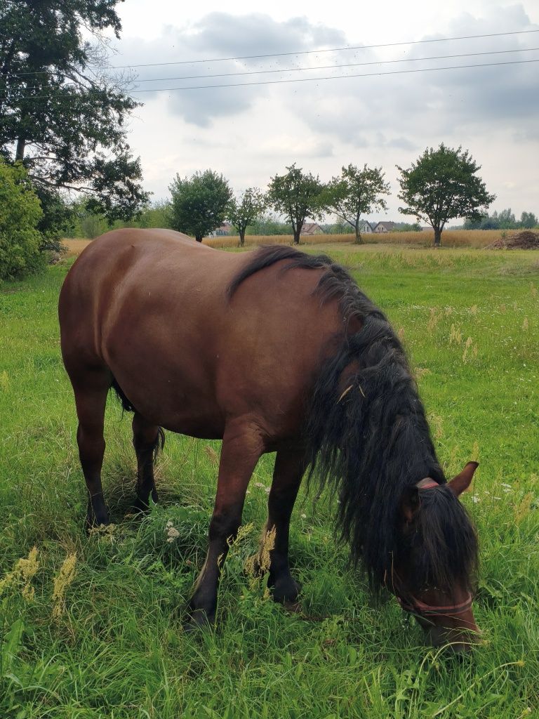 Klacz zimnokrwista ze źróbką