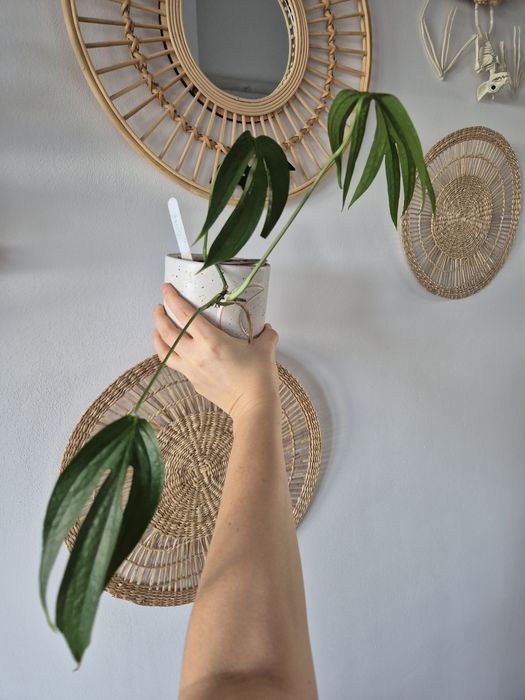 Dwie rośliny philodendrony