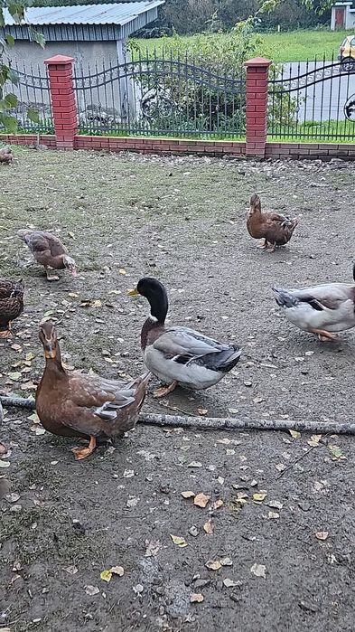 Kaczki ruańskie  młode
