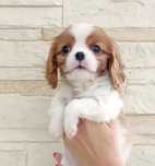 Cavalier suczka gotowa do odbioru