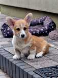 Welsh Corgi Pembroke suczka