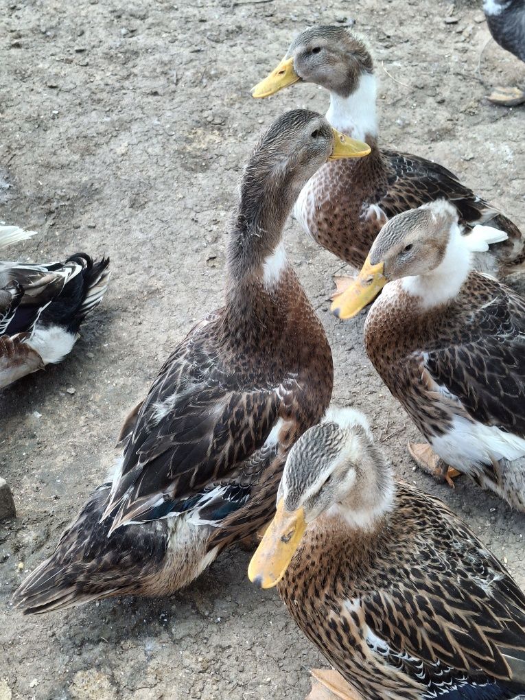 Patos Rouen com 2 meses