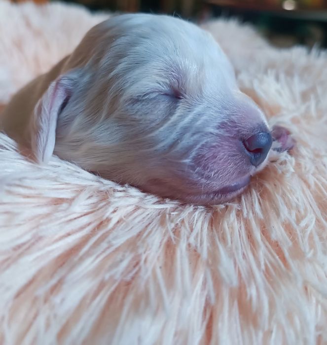 Cachorrinhos para ADOÇÃO (Jan 2026)