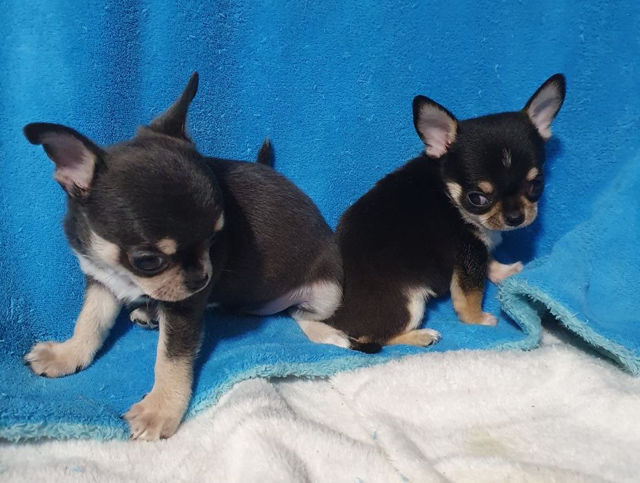 Гладкошерстные братья подпалые