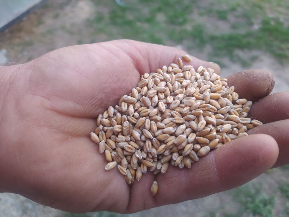 Насіння озимої пшениці РЖТ Реформ