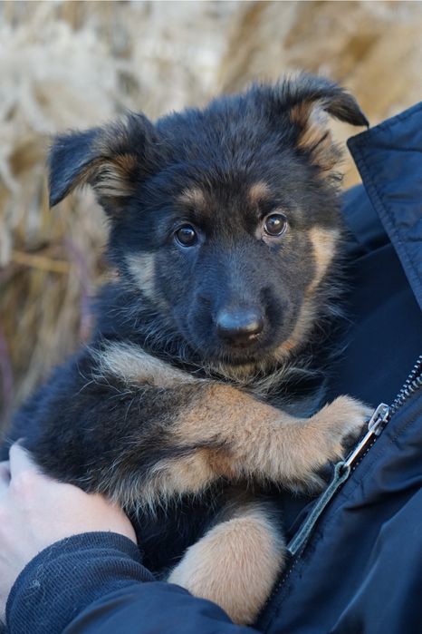 Owczarek niemiecki długowłosy szczeniak suczka