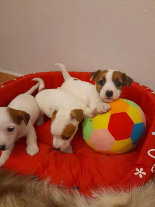 Szczeniak Jack Russell Terrier