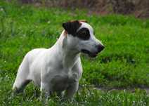 Szczeniak Jack Russell Terrier