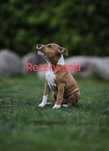 Suczka American Staffordshire Terrier, Amstaff ZKwP/FCI