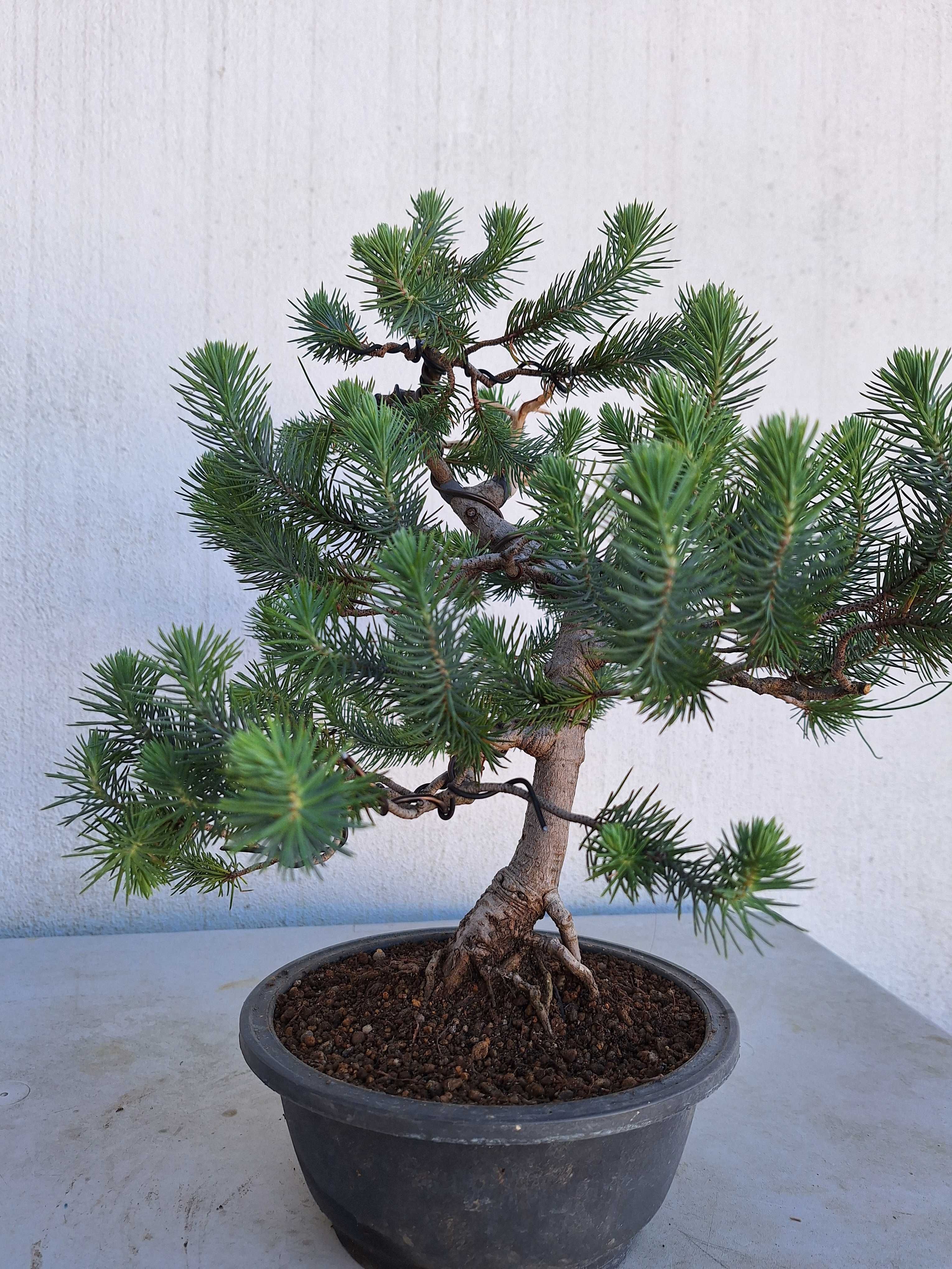 Bonsai Pinus Pinea