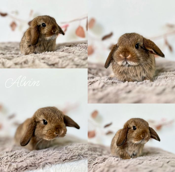 Króliczki rasy Karzełek Teddy, Mini lop Aktualne dostepne kroliczki