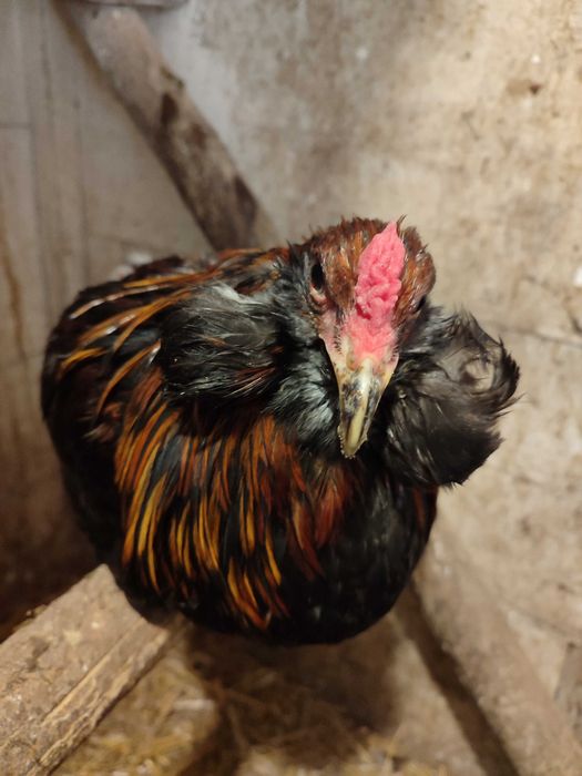 Araucana bezogoniasta, broda pejsy