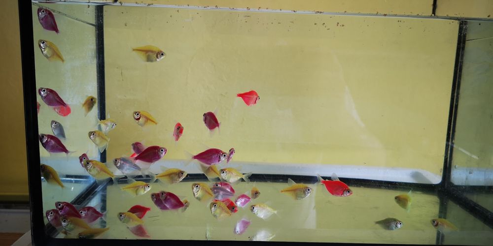 Tetra kolorowa MIX