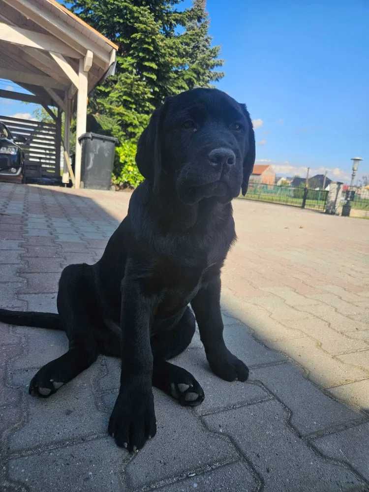 Labrador czarny szczenię rodowód