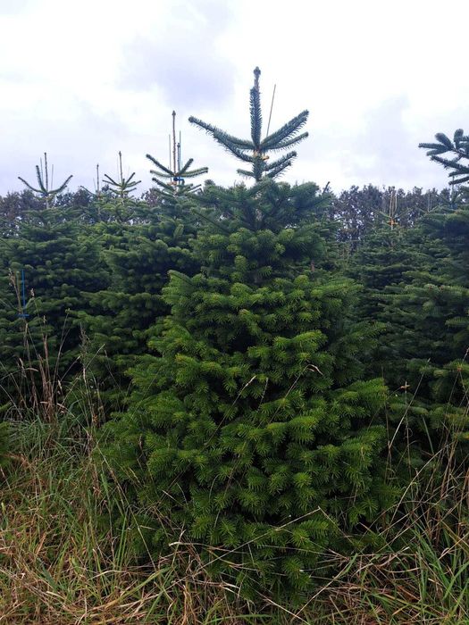 Jodła kaukaska choinki