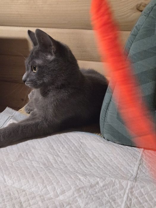 Котенок -девочка  метиска русской голубой ищет семью