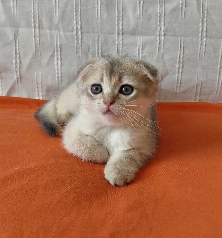 Шотландский вислоухий котик в окрасе голубое золото ау11