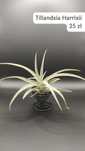 Tillandsia harrisii oplątwa