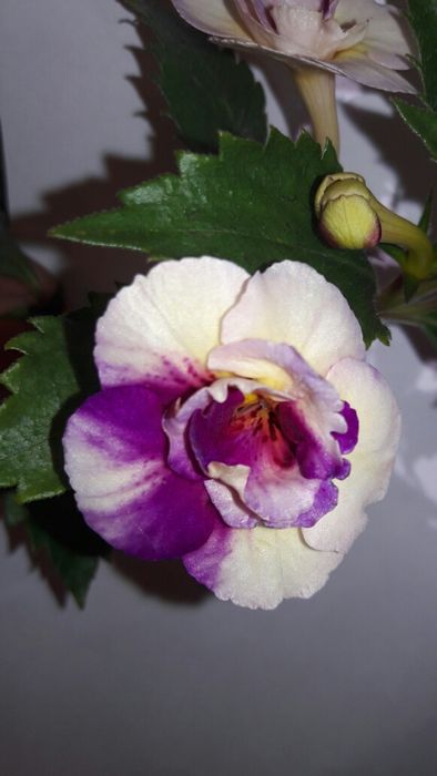 Ахіменес ахименес махровый яркий с бутонами