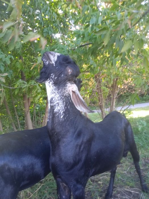 Парковка 100% Англо-Нубійський козлом.