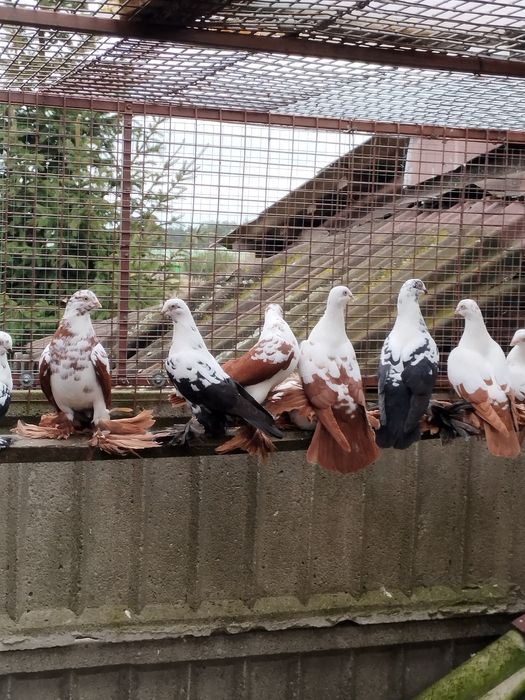 Widyny,wiedyny, gołębie ozdobne