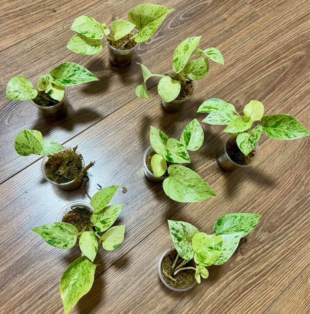 Сциндапсус Coriaceus var., Snowflake, Mayari, Jade Satin yellow