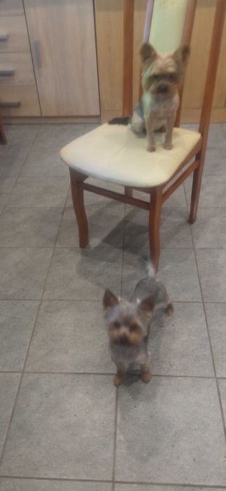 Yorkshire terrier - piesek