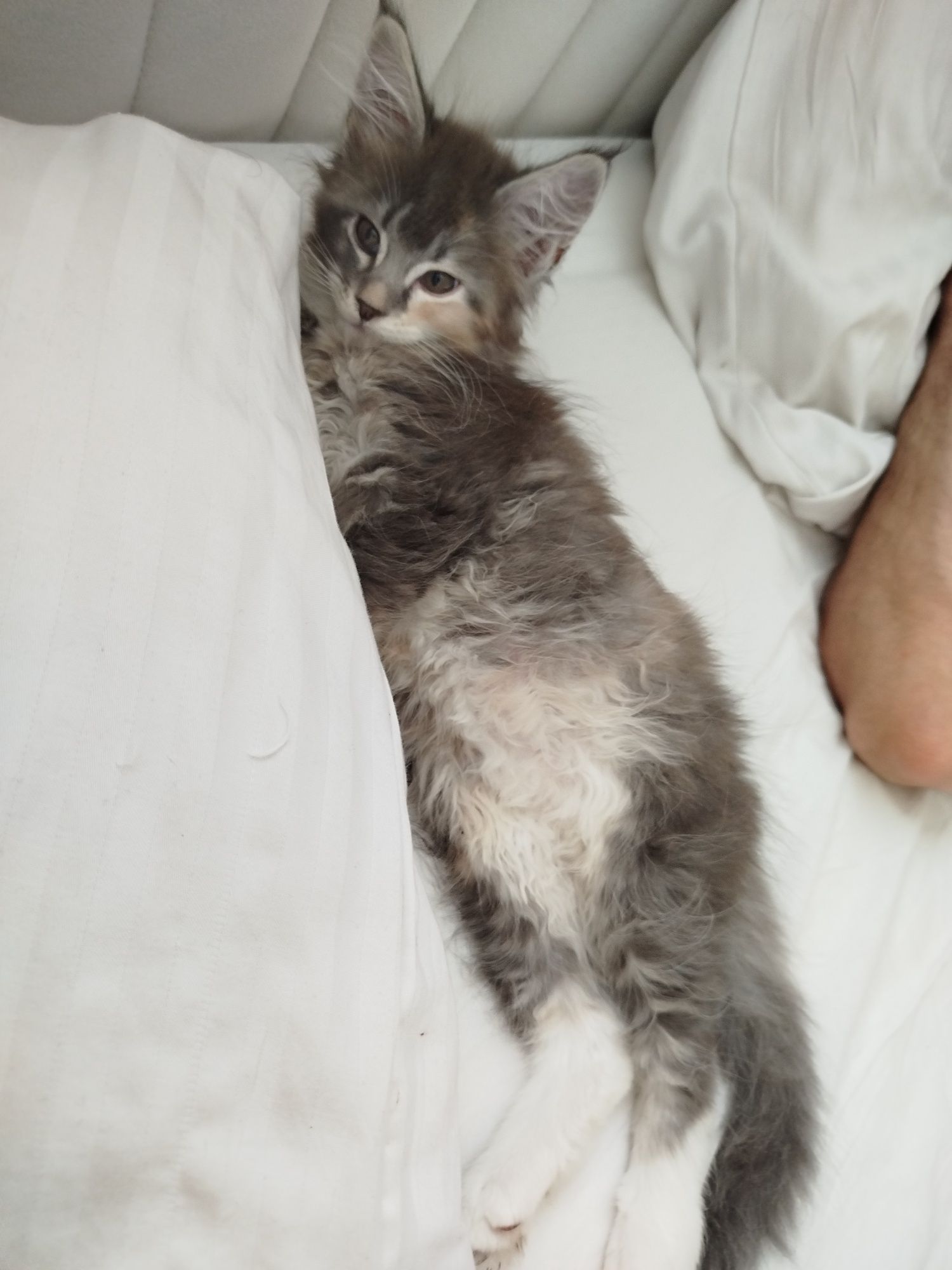 Niebieska kotka Maine coon FPL