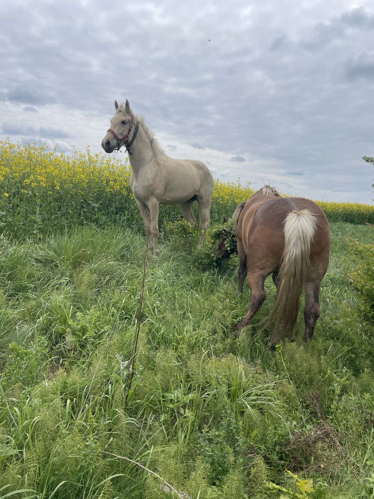 Кінь, кобила, лошадь. 2 роки, помість.