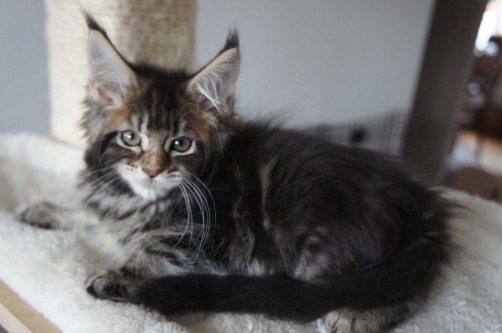 kotka Maine Coon - GOTOWA do odbioru - rodowód FPL -  na MIKOŁAJA