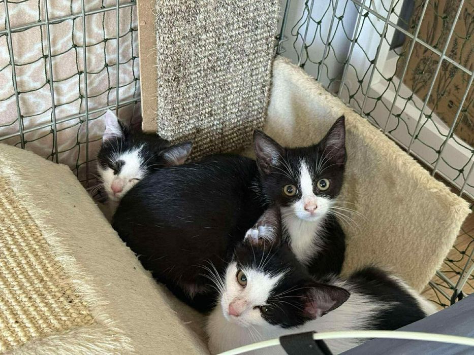 Kotek Rogalik do adopcji