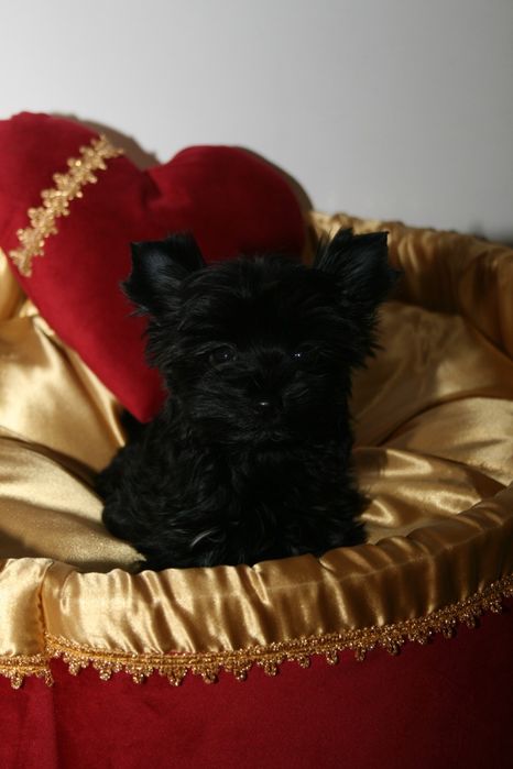 York black tan mała suczka