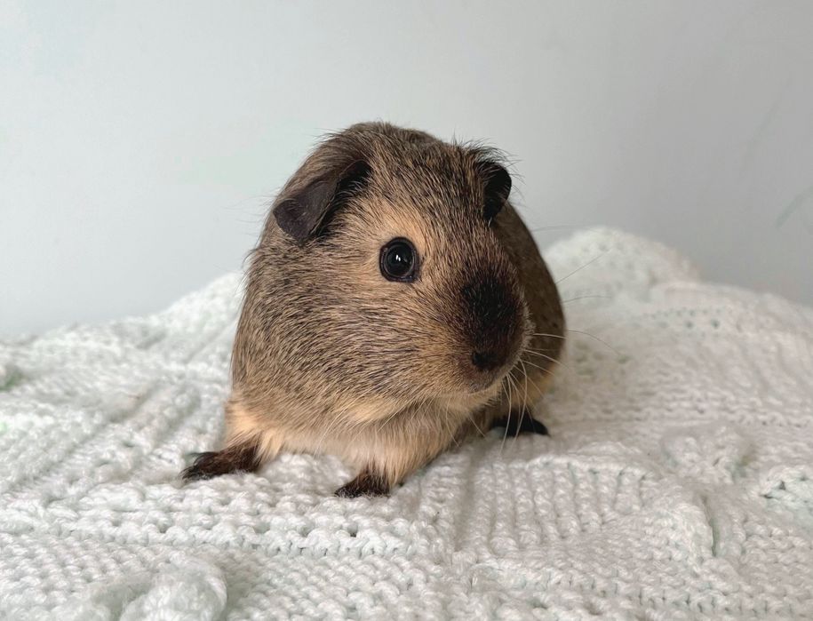 Морська свинка Каліфорнія