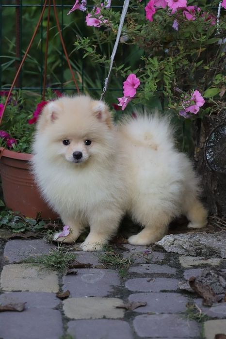 Шпіц хлопчик ведмедик