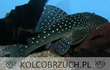Glonojad L128 - Hemiancistrus - ODŁÓW - WF - dowóz, wysyłka