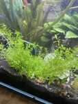 Hemianthus callitrichoides roślinka akwariowa
