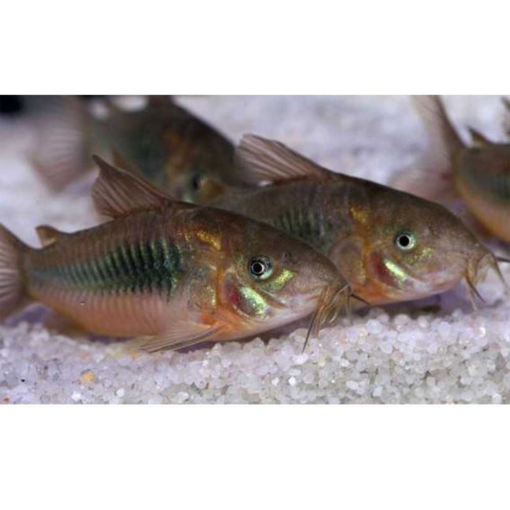 Kirysek Spiżowy - Brązowy - Corydoras aeneus