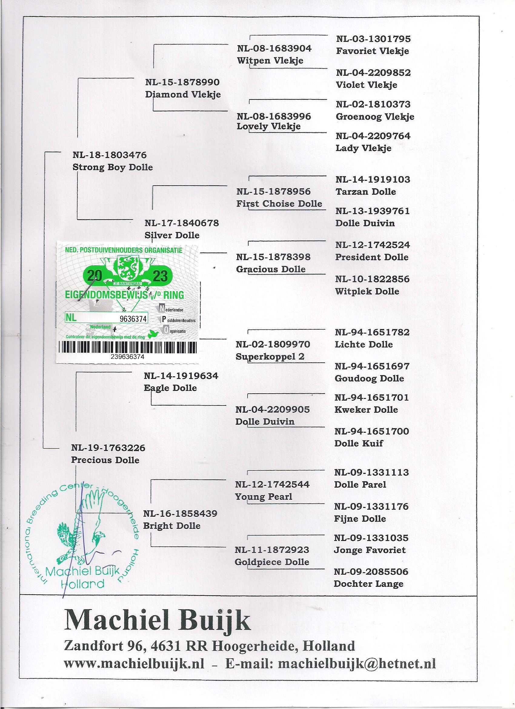 Młode Ardeny Org M. Buijk  Para 125 gołębie pocztowe gołąb daleki dyst