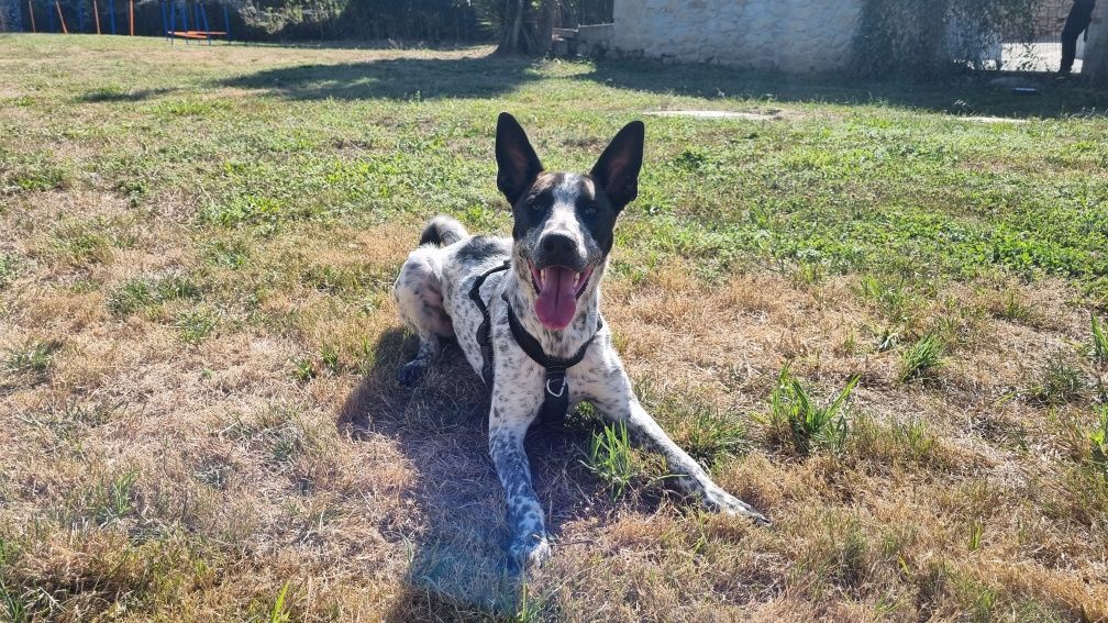 Cão jovem- Adoção responsável urgente