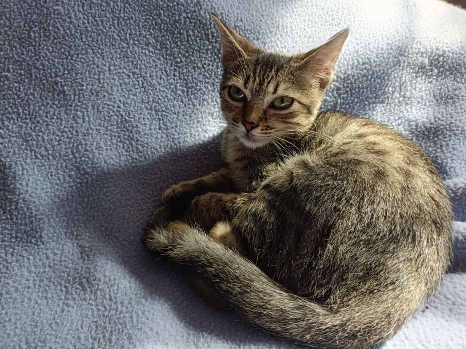 Gatinho bebe para adoção responsável