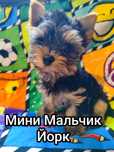 Йорк Мини Малльчишка