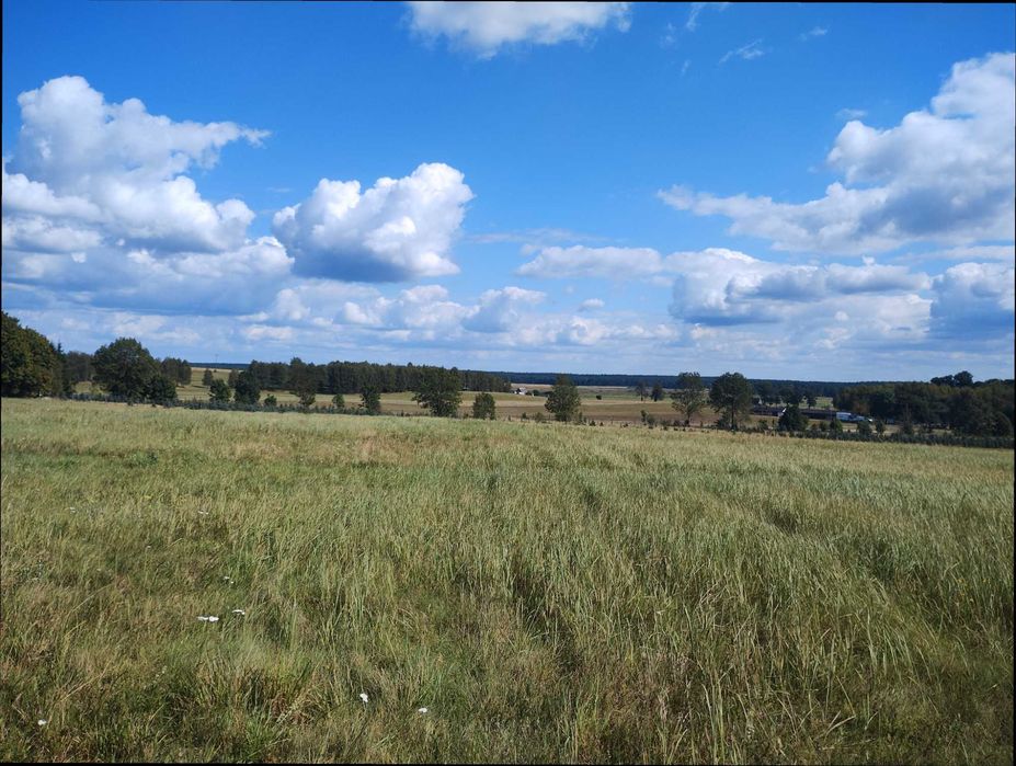 Piękna działka koło Ińska (3.000 m2)
