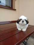 Shih-tzu  tricolor piesek
