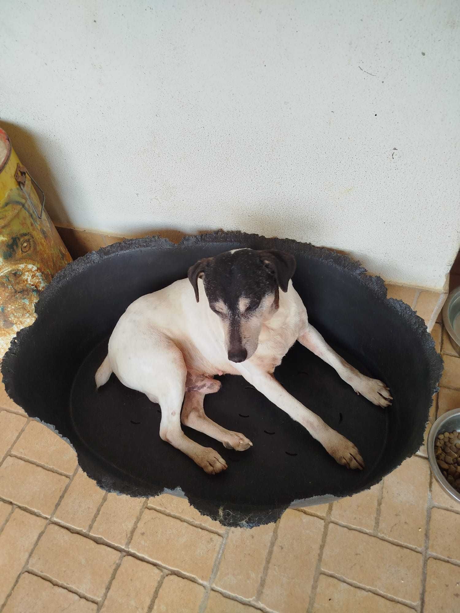 Scott - Para Adopção
