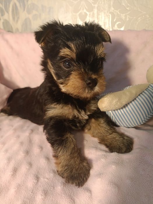 Малыши йоркширские терьеры