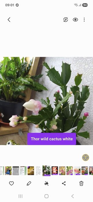 Шлюмбергера укорененные