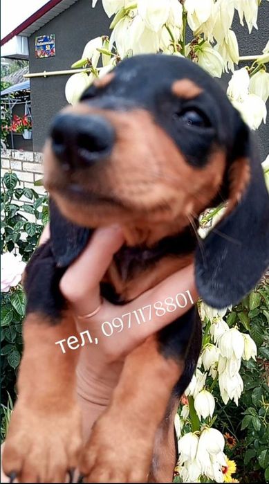 Увага чистокровні Таксята.
Звертаємо увагу вакциновані Нобіваком з пас