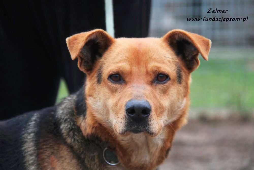 Zelmer  - nieśmiały psiak
