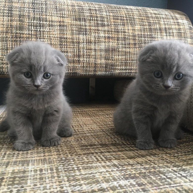 Вислоухие котята