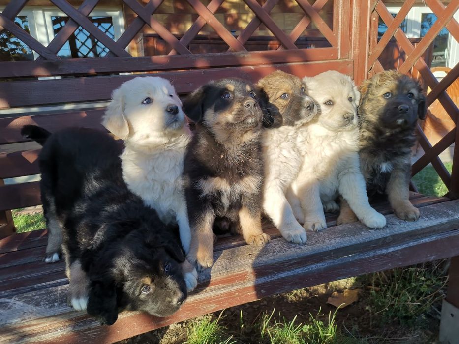 Oddam pieski za darmo